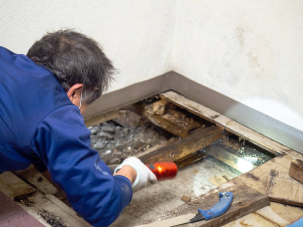 Best Emergency Mold Remediation in New Hope, MN