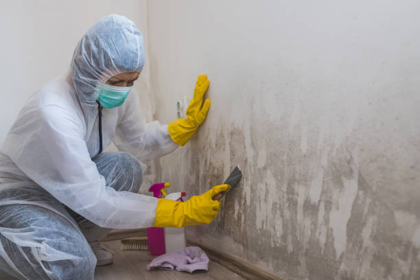 Best Bathroom Mold Remediation in New Hope, MN