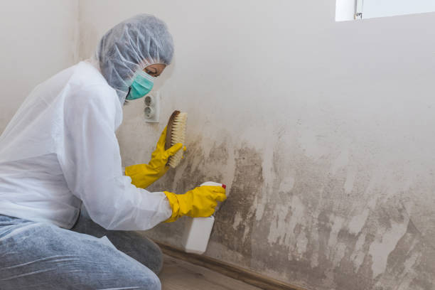 New Hope, MN Mold Remediation Company