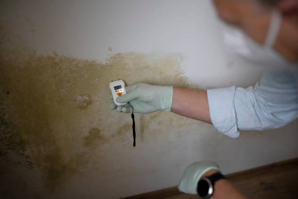 Best Health and Safety Mold Remediation in New Hope, MN