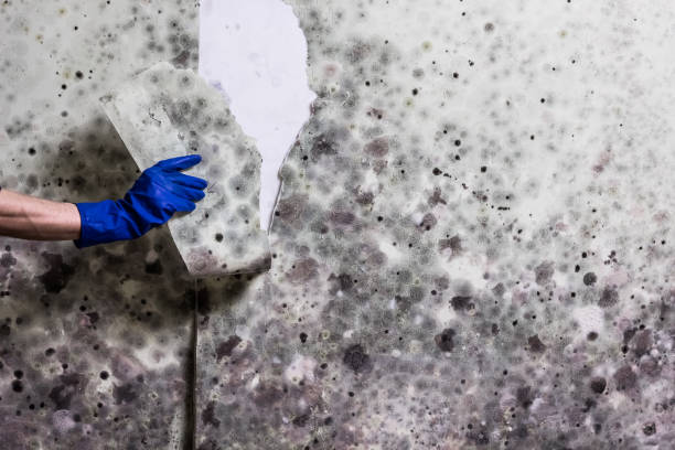 Best Industrial Mold Remediation in New Hope, MN
