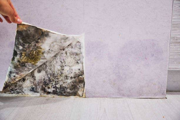 Best Kitchen Mold Remediation in New Hope, MN